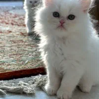 گربه پرشین اسکاتیش|گربه|دزفول, |دیوار