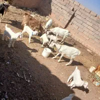 بزسانن|حیوانات مزرعه|سده (خراسان جنوبی), |دیوار