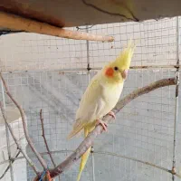 یک جفت عروس هلندی ویک دونه پرنده