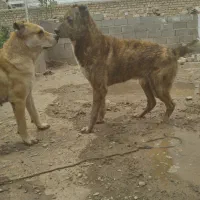واگذاری سگ نگهبان گوسفندی