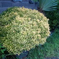 فروش گل وگیاه بیرونی|گل و گیاه طبیعی|چابکسر, |دیوار