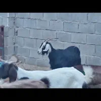 بز کهره گوسفند