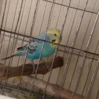 مرغ عشق