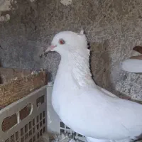 کبوتر رنگی پرشی|پرنده|عسلویه, |دیوار