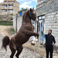 اسب دره شوری نوه شاهزاده سین