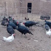 بوقلمون نر فروشی