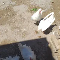 فروش۷عددمرغ سفید