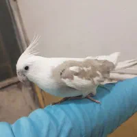 طوطی عروس هلندی|پرنده|سراوان, |دیوار