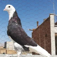 جوجه مغلوف شازده سیاه گمشده