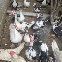 فروش اردک اسرائیلی|حیوانات مزرعه|امیرکلا, |دیوار