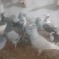 دسته کفتر پلاکی جنگنده تیر شب بازی