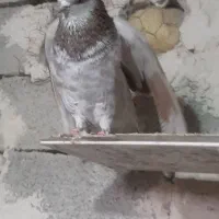 کبوتر پرشی|پرنده|اشنویه, |دیوار