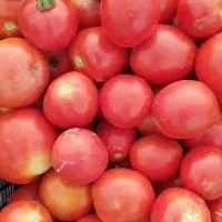 گوجه|خوردنی و آشامیدنی|زنجانرود, |دیوار