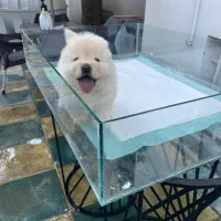 چاوچاو چمپیون|سگ|تهران, زعفرانیه|دیوار