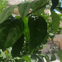 سوییت تمیز با تمام امکانات|اجارهٔ کوتاهمدت آپارتمان و سوئیت|یاسوج, |دیوار