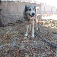 واگزاری سگ سرابی|سگ|آذرشهر, |دیوار