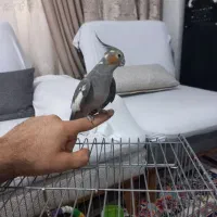 عروس هلندی ۶ماه کاملادستی