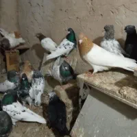 کبوتر،کله سیاه،سبز،زرد