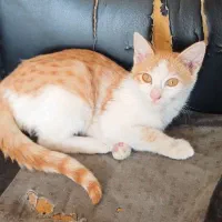 گربه حرف گوش کن مودب واکسینه شده