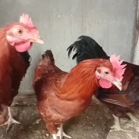 خروس محلی|حیوانات مزرعه|هشتگرد, هشتگرد قدیم|دیوار