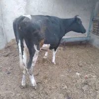 گاو گوساله