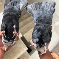 کبوتر دم سیاه کفتر