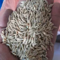 فروش جو|فعالیت داوطلبانه|شیراز, گویم|دیوار