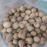 گردو ایرانی