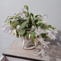 گل برای فروش