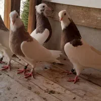 دو جفت جوجه طوقی آجری و هفت‌رنگ|پرنده|اصفهان, شاهزید|دیوار