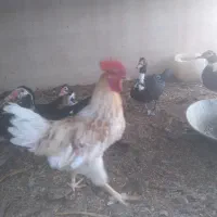 اردک اسراییلی و مرغ و خروس محلی|حیوانات مزرعه|سمنان, |دیوار