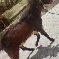 گوسفند نر
