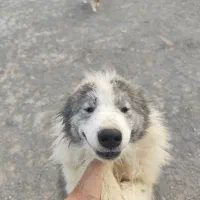 سامویید. سامویید نر . gray samoyed|سگ|اصفهان, مرداویج|دیوار