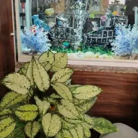 آکواریوم به فروش میرسد|ماهی|زرقان, |دیوار