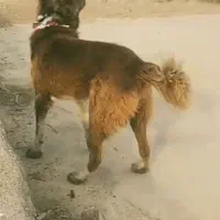 قدرجون سرخ اصفهان