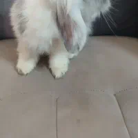 خرگوش لوپ اصیل|موش و خرگوش|مشهد, پنجتن|دیوار