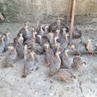 جوجه مرغ شاخدار  ۳۰ روزه  کاملا دستی