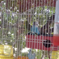مرغ عشق نرماده|پرنده|بومهن, |دیوار