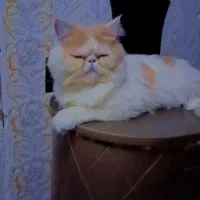 گربه پرشین