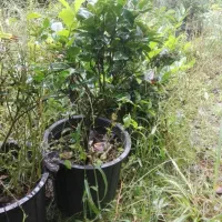 تعدادی گل گلدانی|گل و گیاه طبیعی|کلاچای, |دیوار