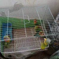 چهار عدد کوتوله برزیلی