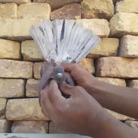 فروش دو عدد کبوتر پرشی ضمانتی|پرنده|اردکان, |دیوار