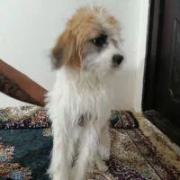سگ بازیگوش|سگ|کرمانشاه, |دیوار