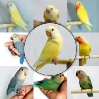 انواع جوجه طوطی برزیلی رام و دستی