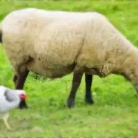 دام زنده  مرغ و خروس زنده