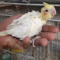 جوجه عروس سرلاکی