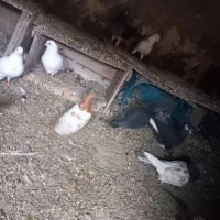 ۲۰عدد کبوتر پروازی و بازیدار سالم همشون ضمانتی