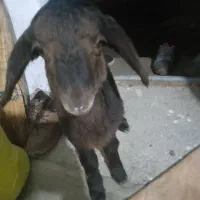 بره نر شیری هم الف خور ب شرت سالمی