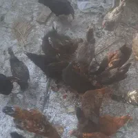 نیمچه مرغ و خروس محلی ۶ماه دم تخم
