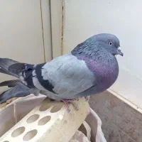 کفتر سبز درجه یک نر مست